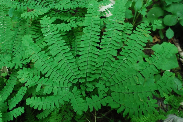 Adiantum pedatum