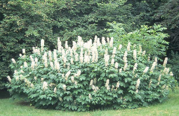 Aesculus parviflora