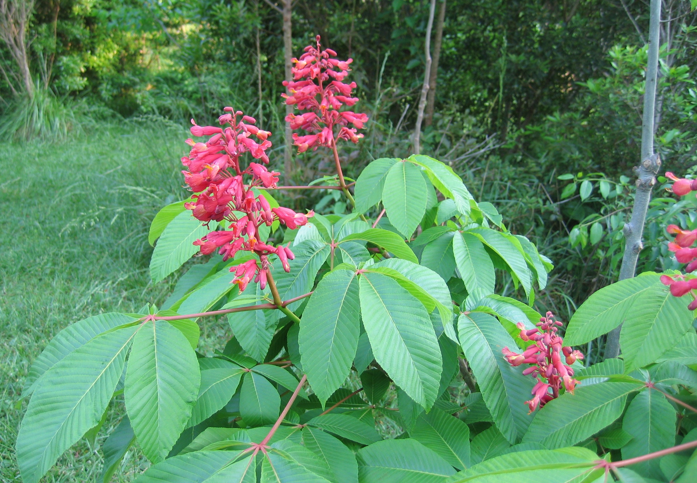 Aesculus pavia