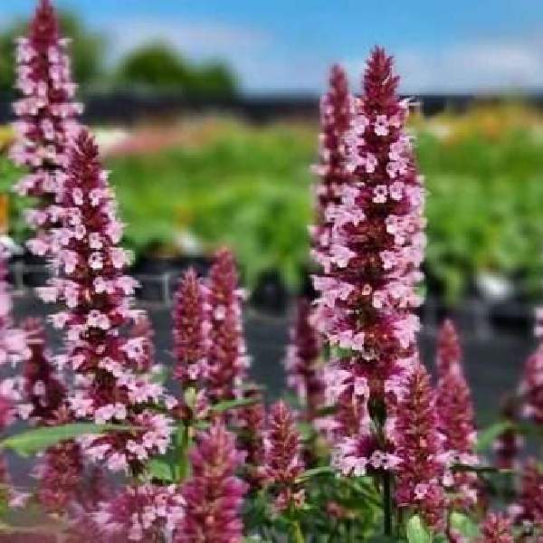 Agastache Beelicious Pink