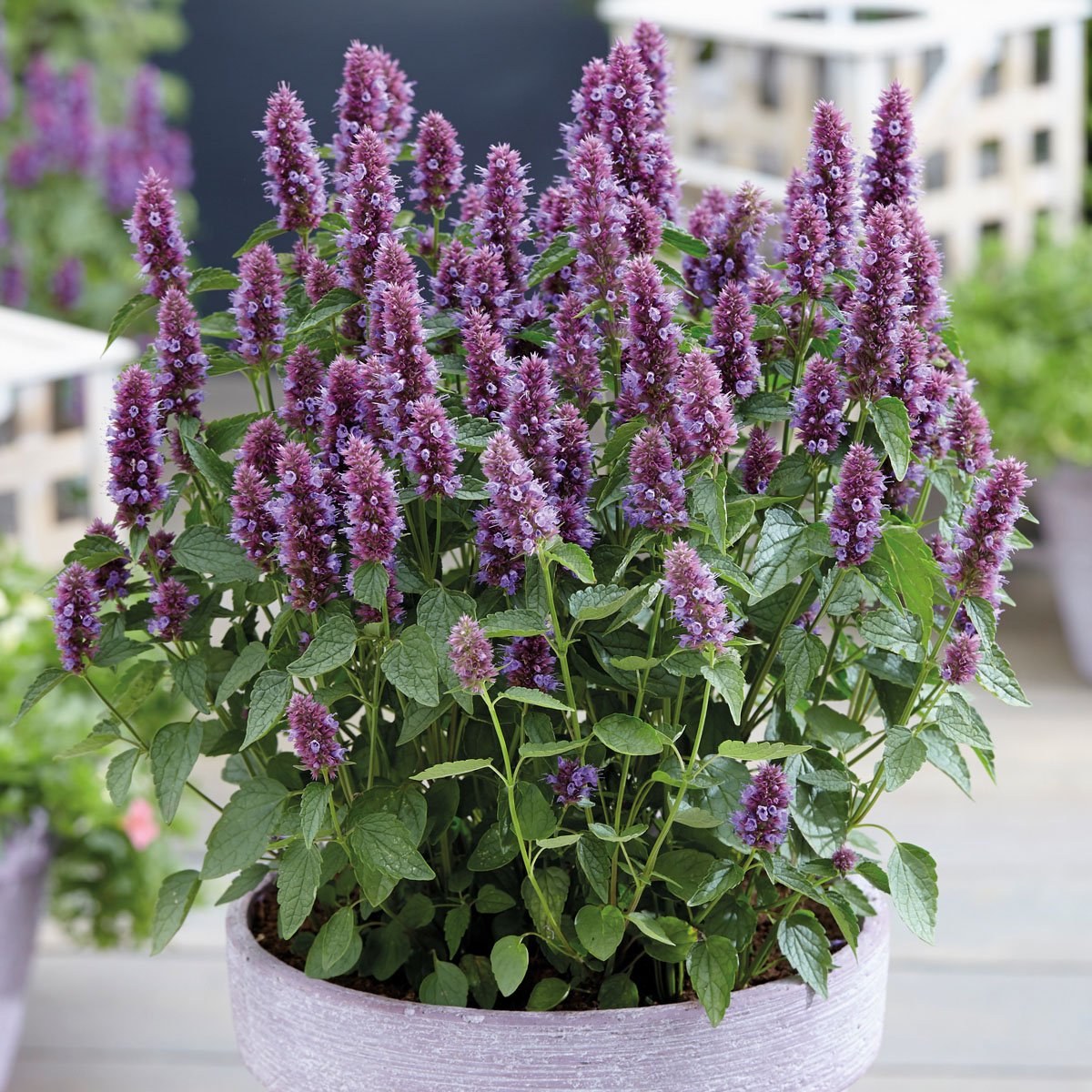 Agastache rugosa 'Beelicious Purple'Agastache rugosa 'Beelicious Purple'