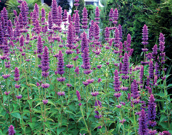 Agastache Blue Boa