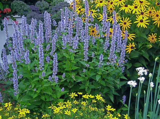 Agastache 'Blue Fortune'