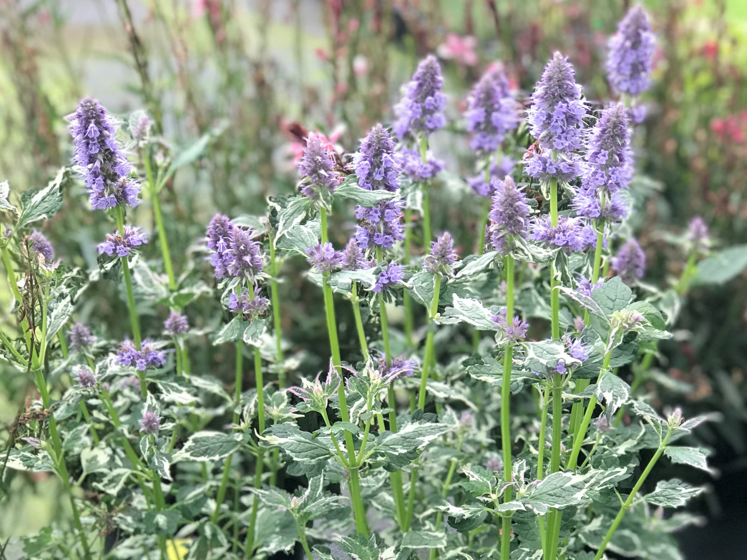 Agastache 'Crazy Fortune'