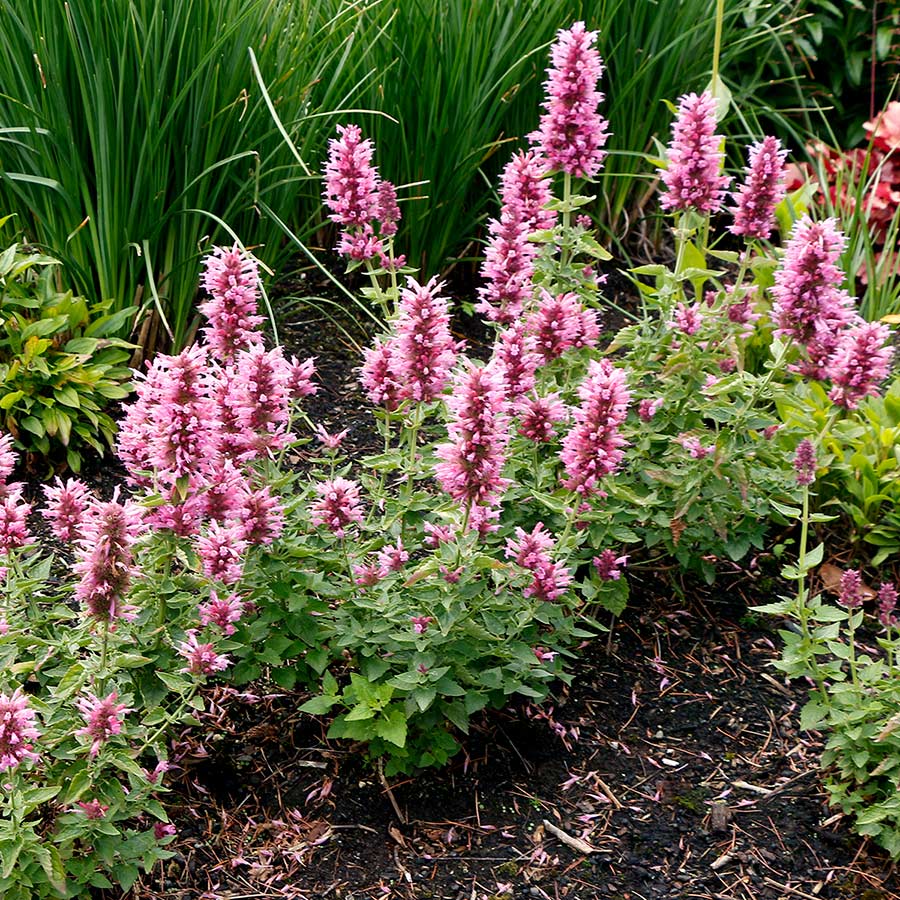 Agastache 'Poquito Lavender'