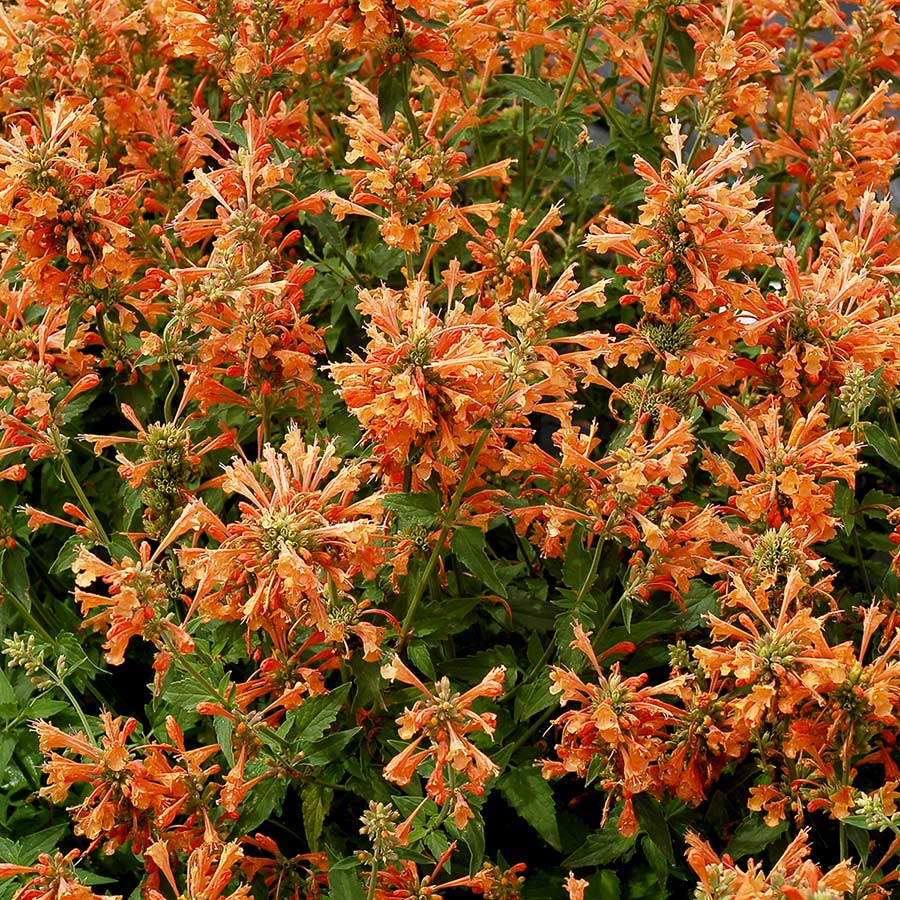 Agastache 'Poquito Orange'