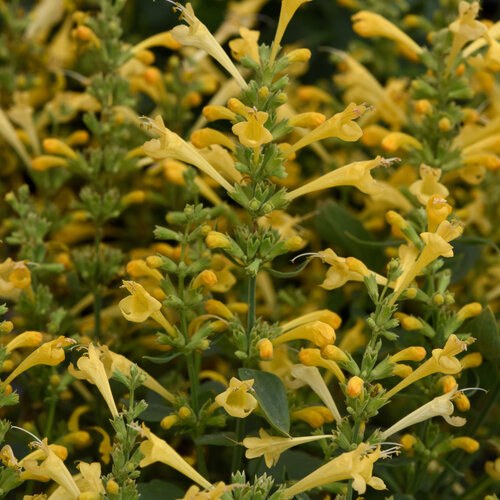 Agastache Summerlong Lemon