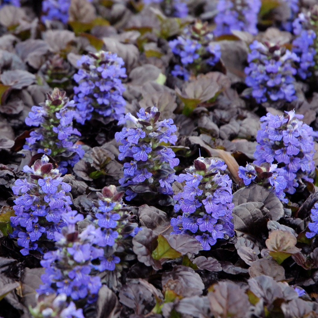 Ajuga reptans 'Black Scallop'