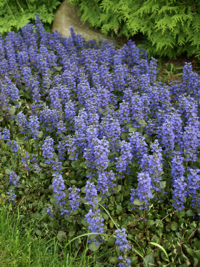 Ajuga reptans 'Bronze Beauty'