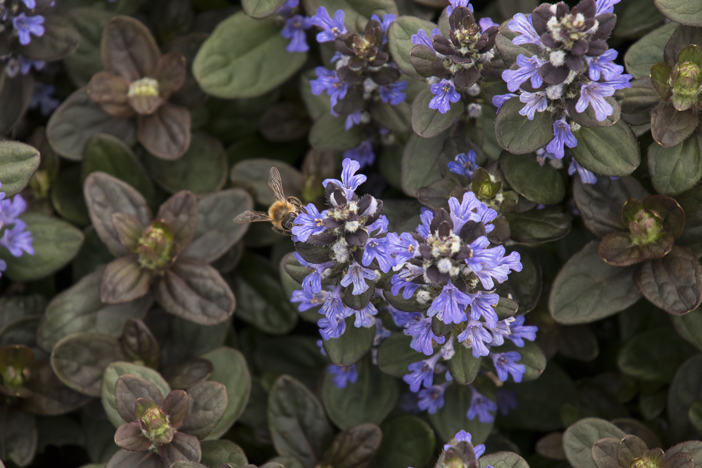 Ajuga Chocolate Chip