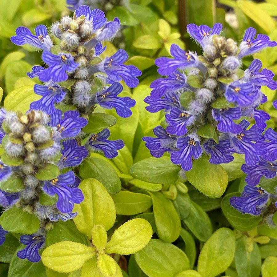 Ajuga Feathered Friends 'Cordial Canary'