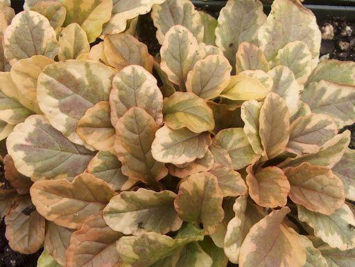 Ajuga reptans 'Golden Glow'