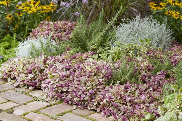 Ajuga tenorii 'Princess Nadia'