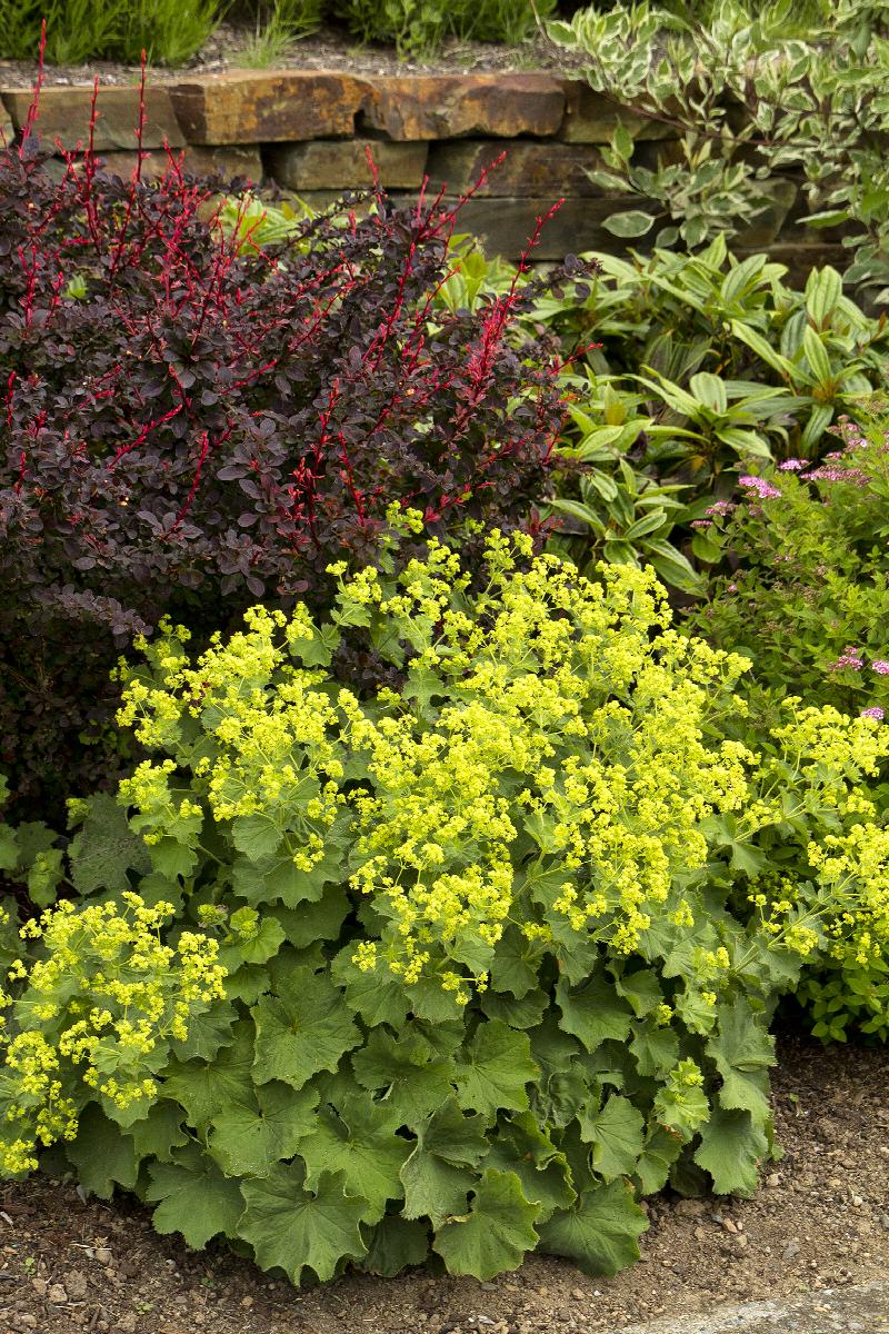 Alchemilla mollis 'Thriller'