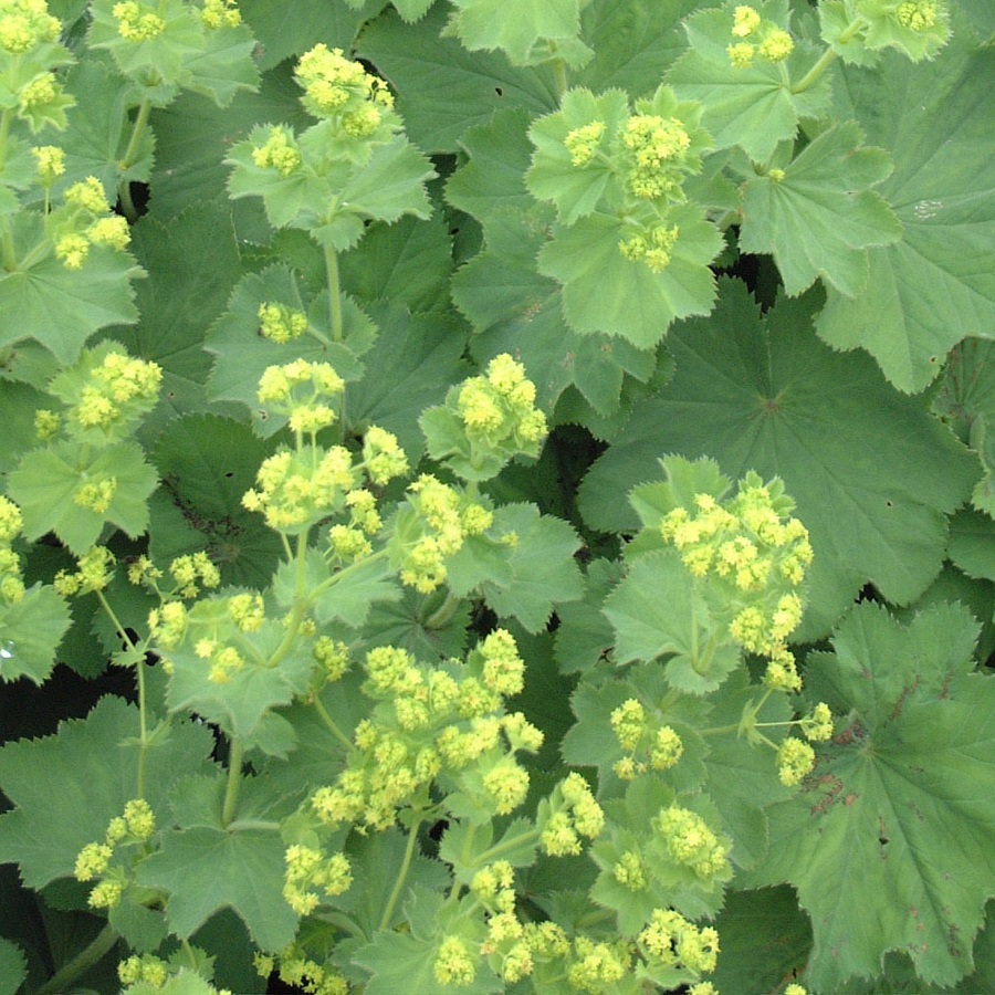 Alchemilla mollis