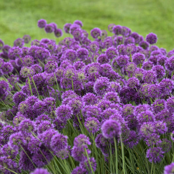 Allium 'Lavender Bubbles'