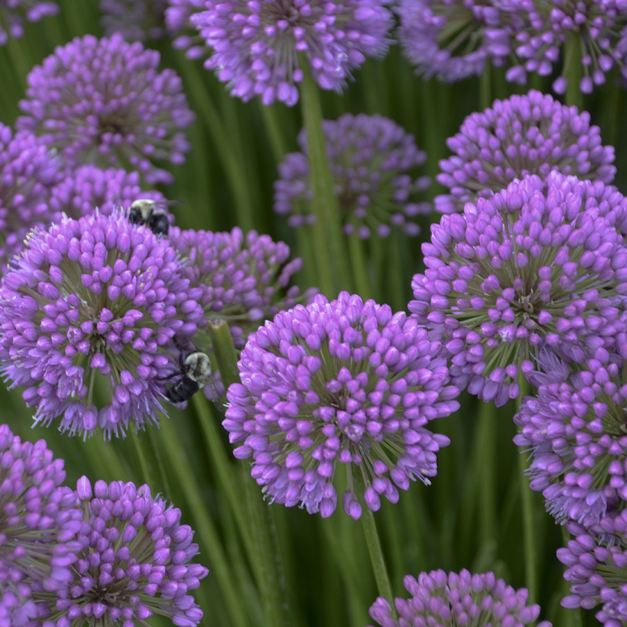 Allium 'Millenium'