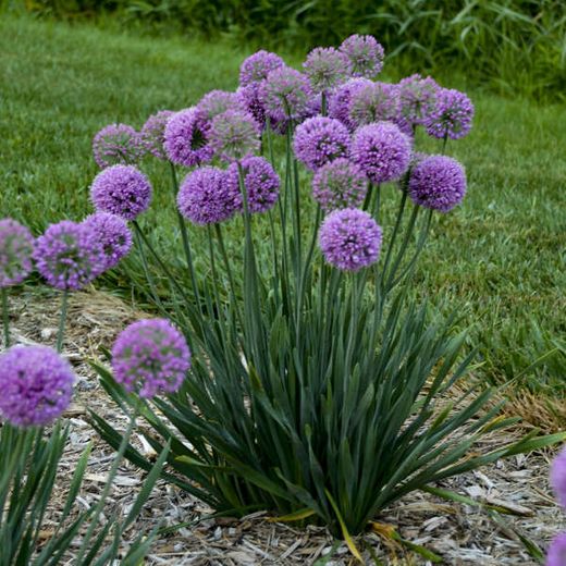 Allium 'Serendipity'