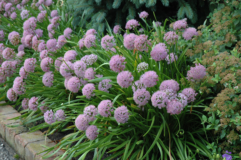 Allium tanguticum 'Summer Beauty'