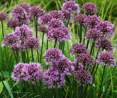 Allium 'Windy City'