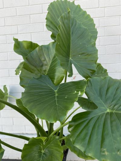 Alocasia