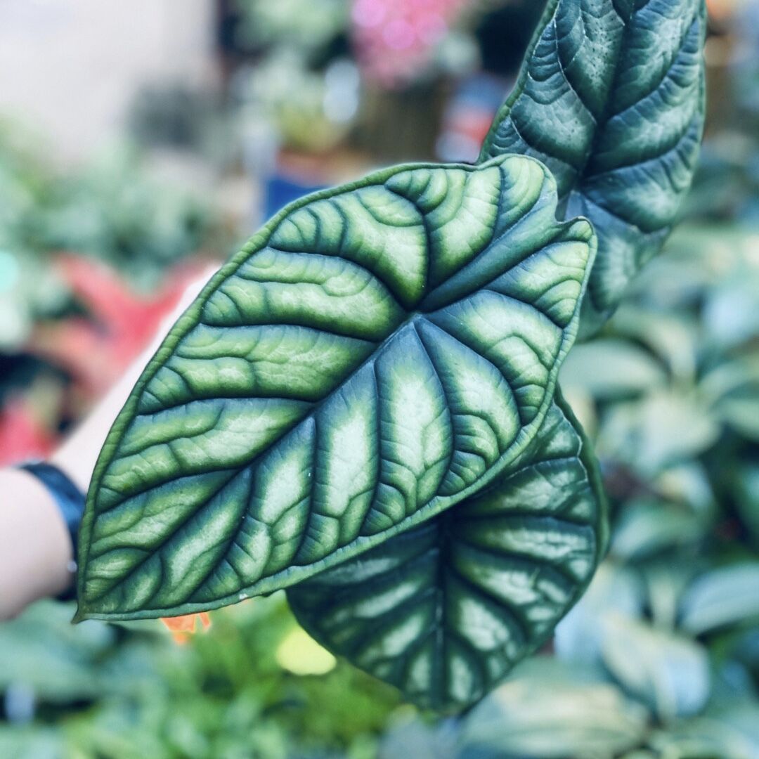 Alocasia 'Dragon Scale'