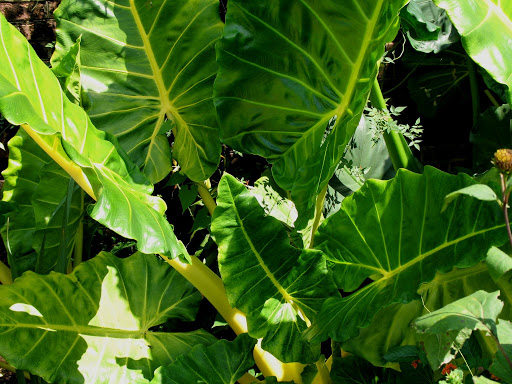 Alocasia Lutea