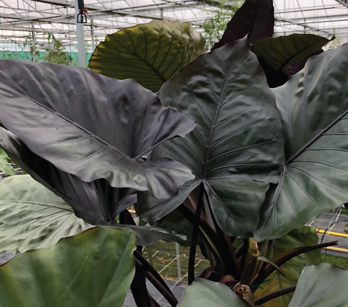 Alocasia 'Metalhead'