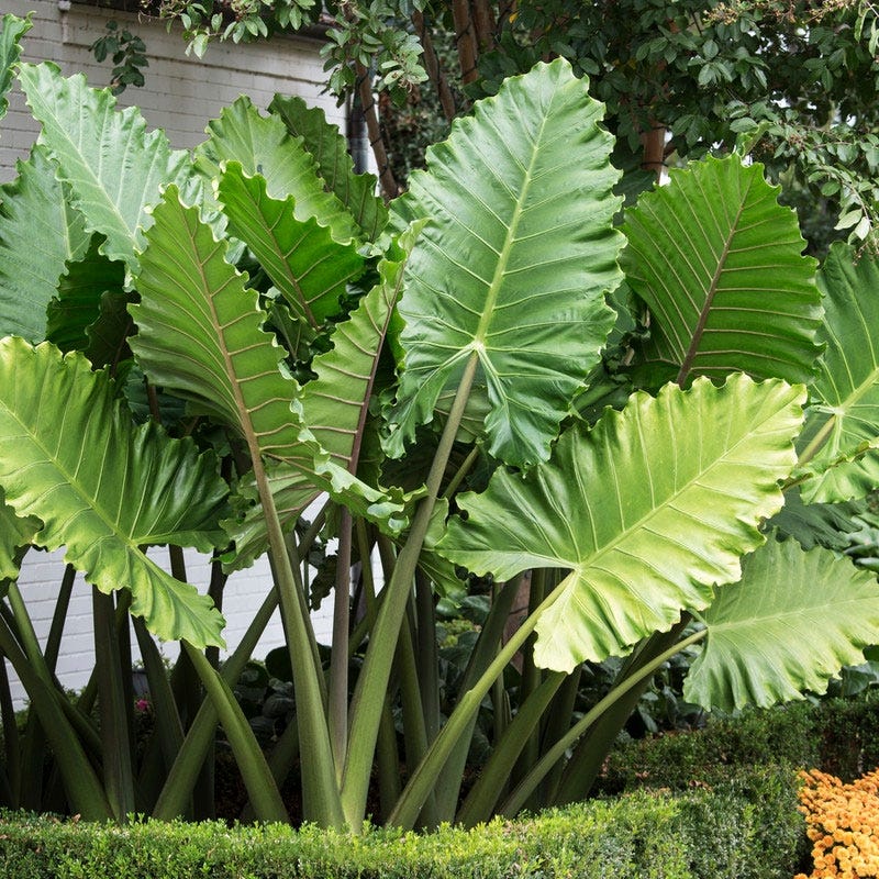 Alocasia 'Portora'