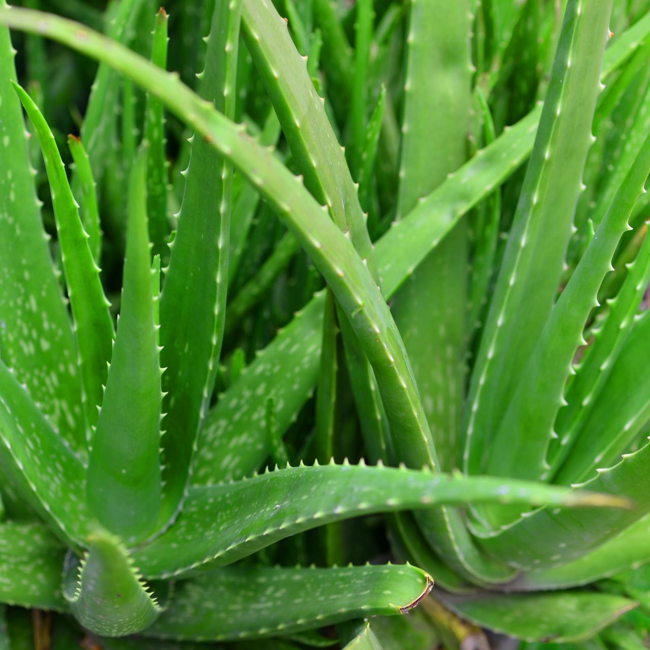 Aloe barbadensis miller