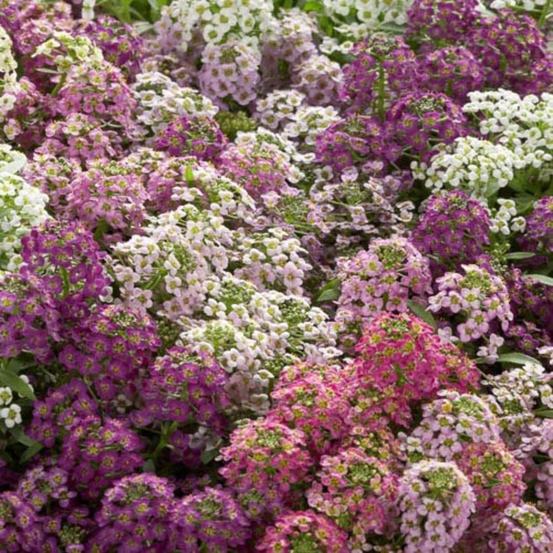 Alyssum Wonderland 'Mulberry Mix'