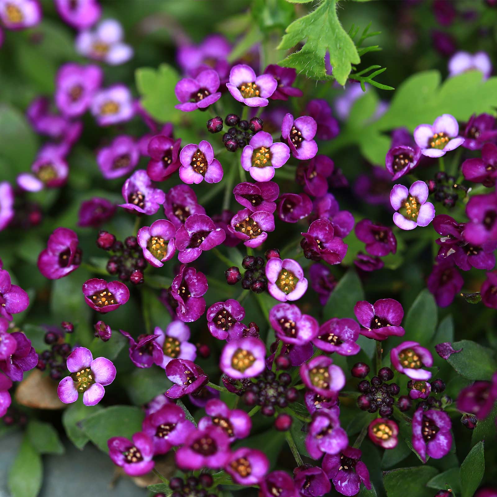 Alyssum 'Wonderland Deep Purple'