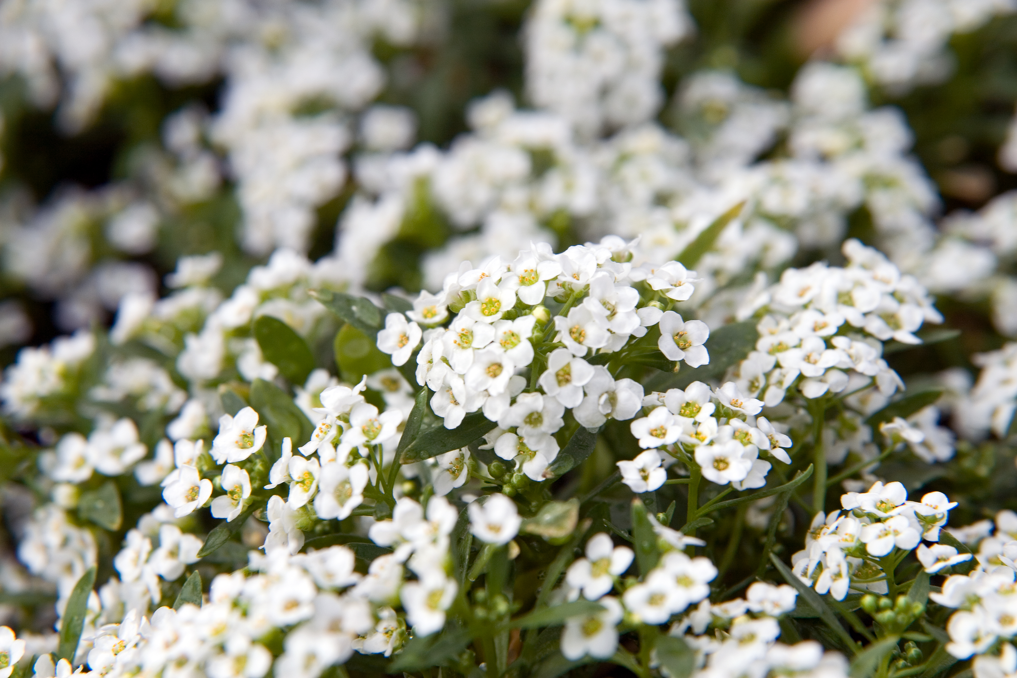 Alyssum Wonderland White