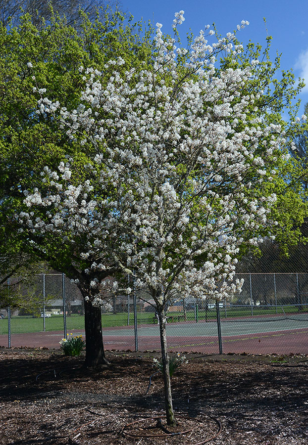 Amelanchier 'Autumn Brilliance'