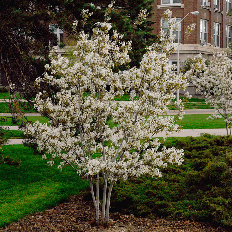 Amelanchier 'Autumn Brilliance' MS