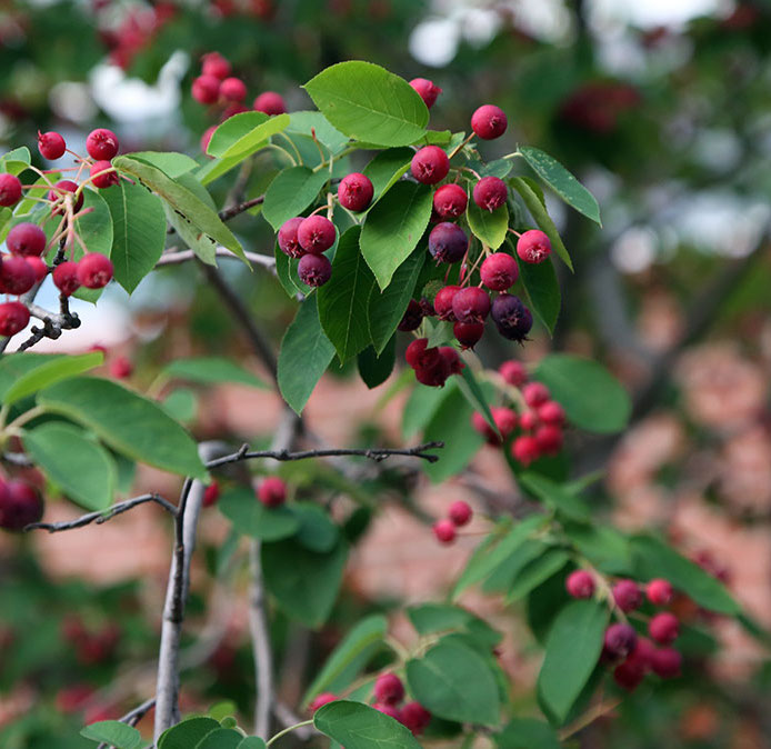 Amelanchier canadensis