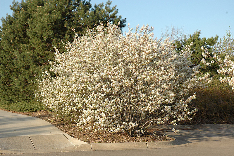 Amelanchier canadensis - Shrub Form