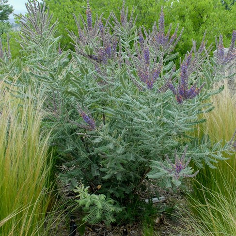 Amorpha canescens