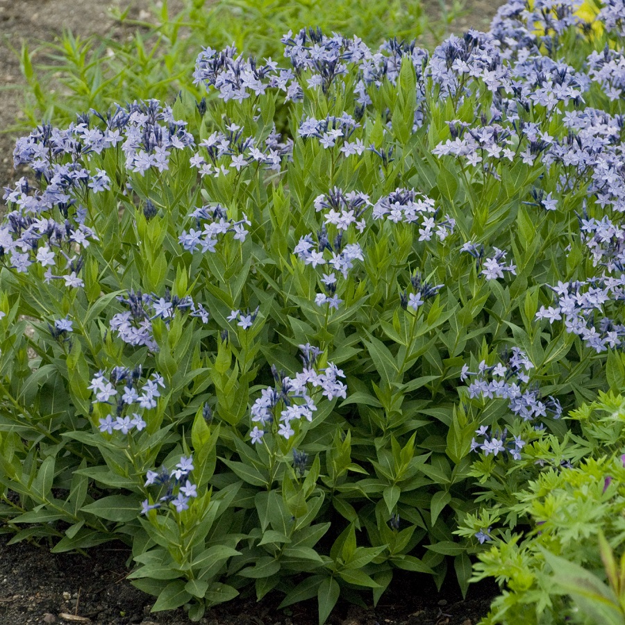 Amsonia 'Blue Ice'