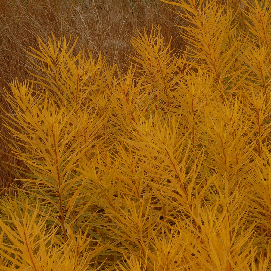 Amsonia 'Butterscotch'