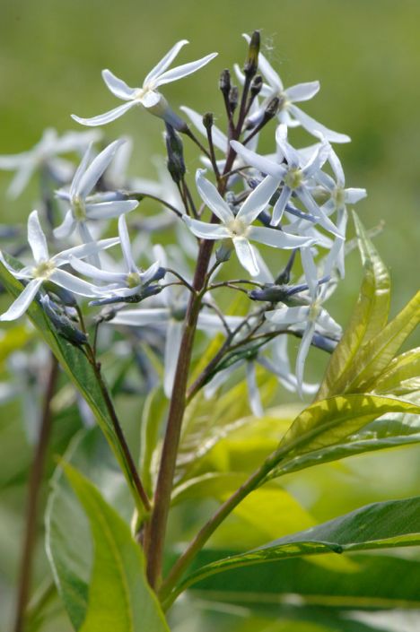 Amsonia illustris