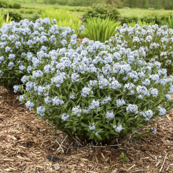 Amsonia 'Starstruck'