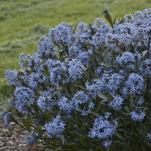 Amsonia 'Storm Cloud'