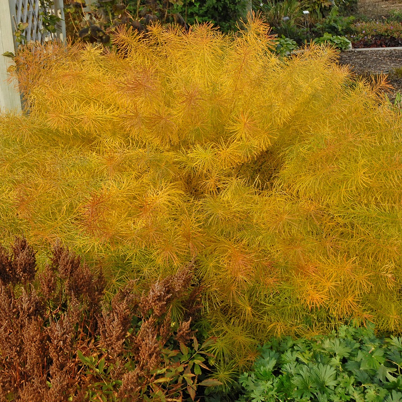 Amsonia hubrichtii