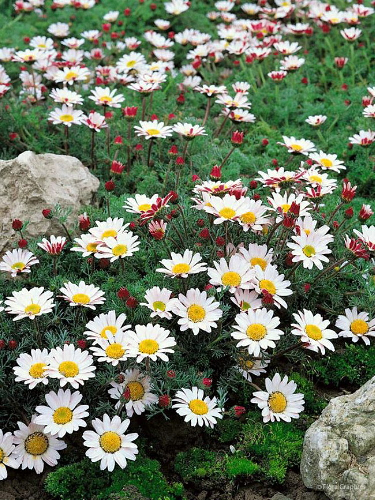Anacyclus 'Spring Carpet'