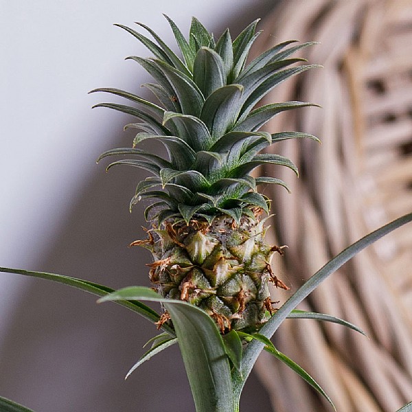 Ananas comosus