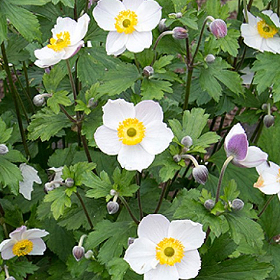 Anemone 'Elfin Swan'