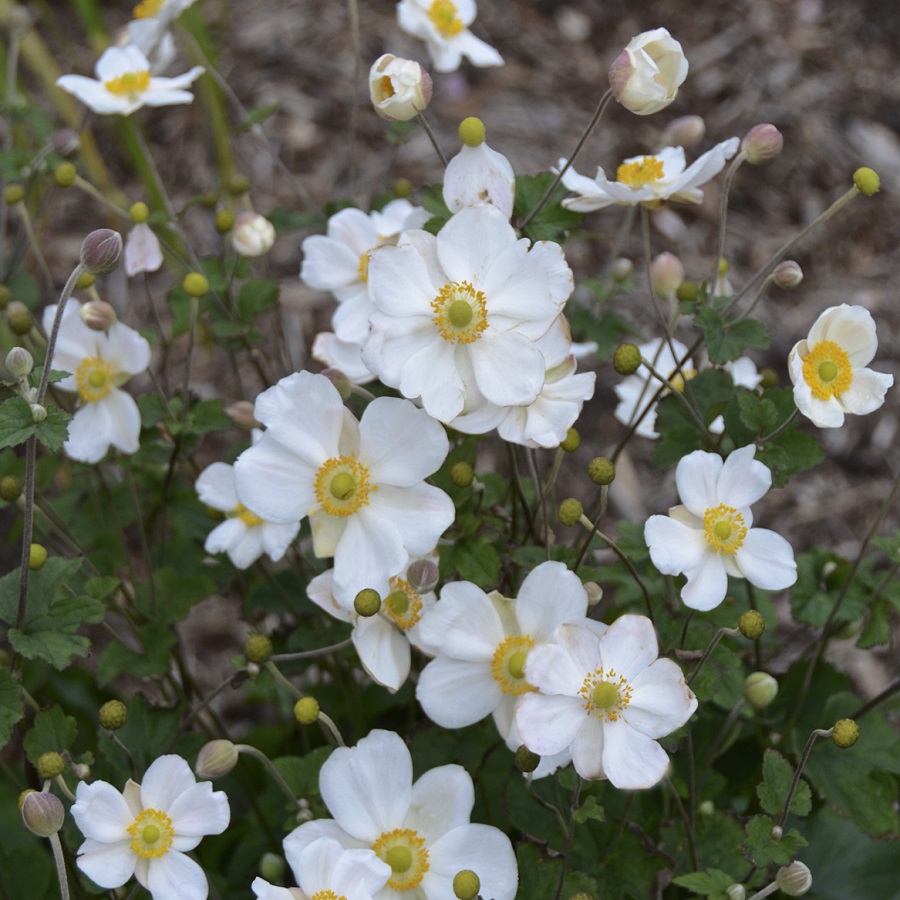 Anemone 'Honorine Jobert'