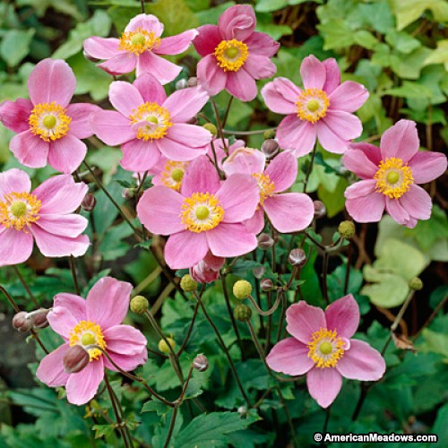 Anemone 'Lucky Charm'