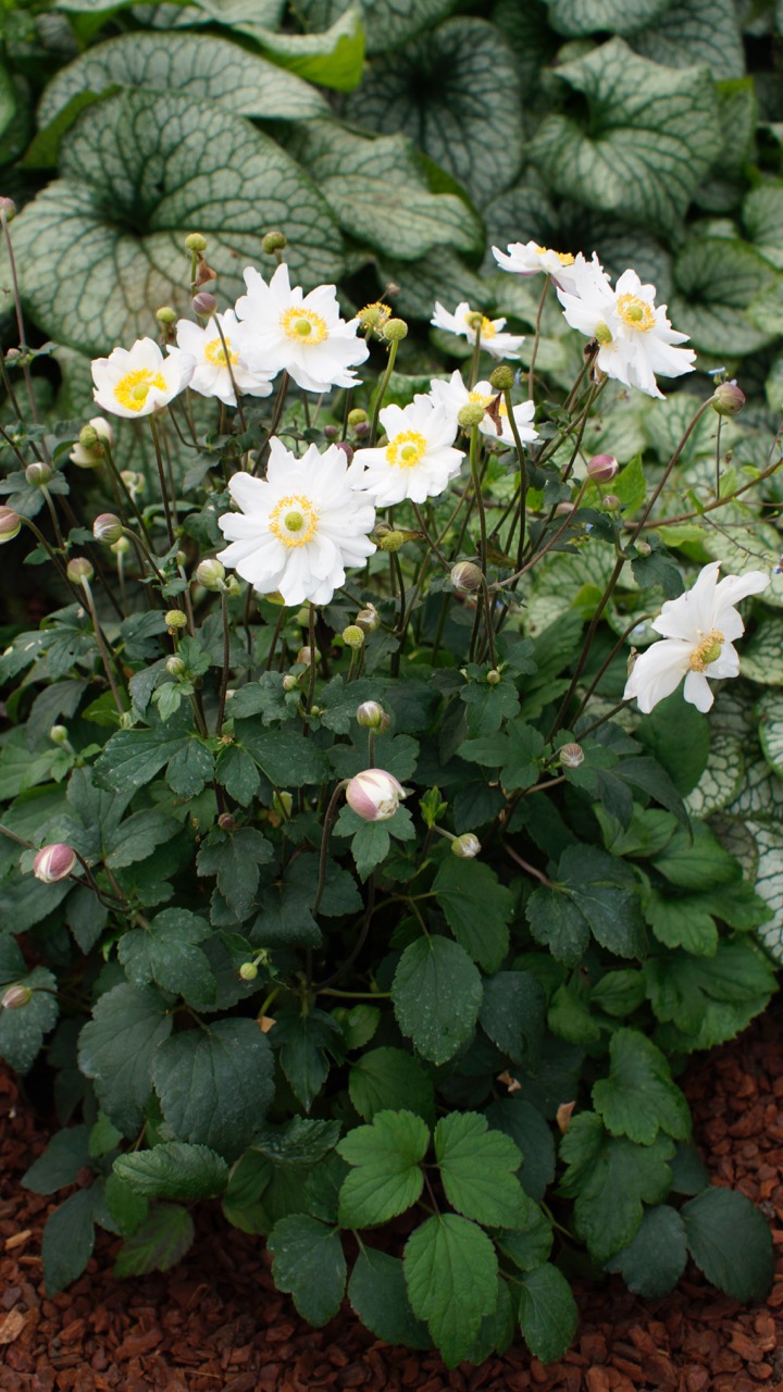 Anemone 'Snow Angel'